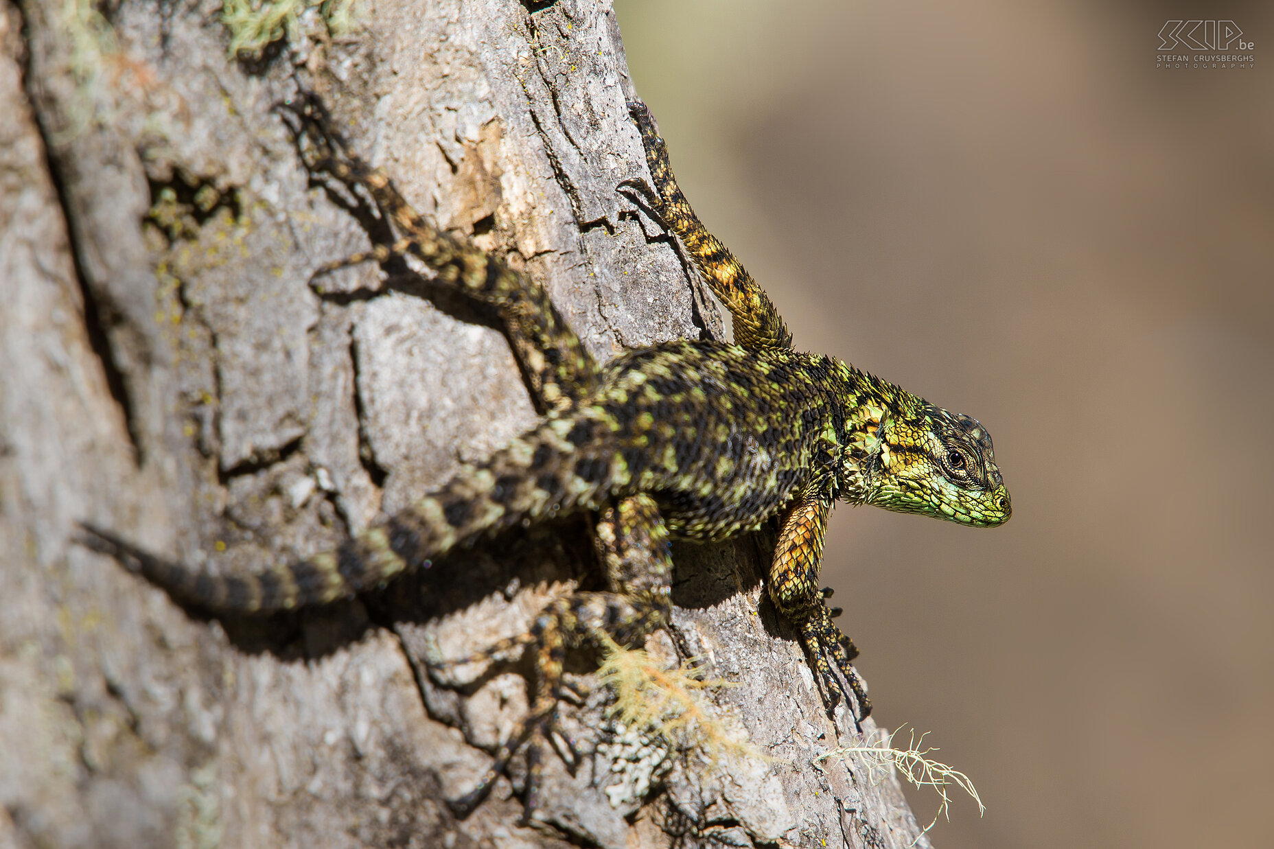 San Gerardo de Dota - Groene stekelleguaan Een vrouwelijke groene stekelleguaan (green spiny lizard) in San Gerardo de Dota, een vallei met nevelwouden in de Talamanca bergen in Costa Rica. De stekelleguaan heeft heldere groene kleuren en mannetjes zijn meestal opvallender dan vrouwtjes. Ze worden 15-20 cm lang. Deze hagedissen gaan in de vroege ochtend op zoek naar insecten en de rest van de dag liggen ze meestal in de zon om op te warmen. Stefan Cruysberghs